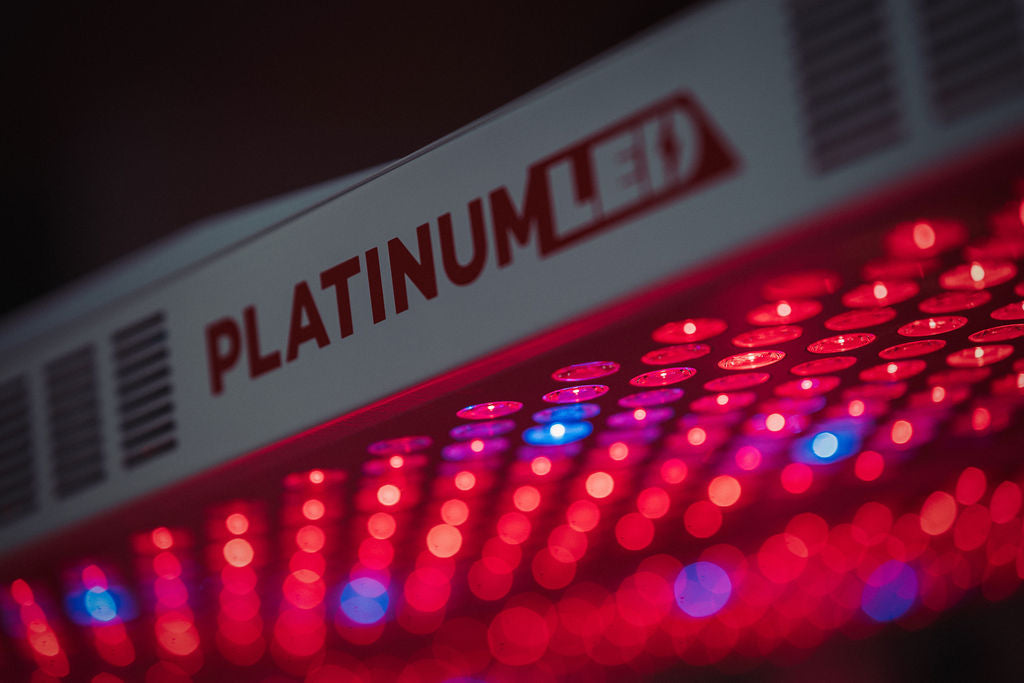 Red Light Therapy